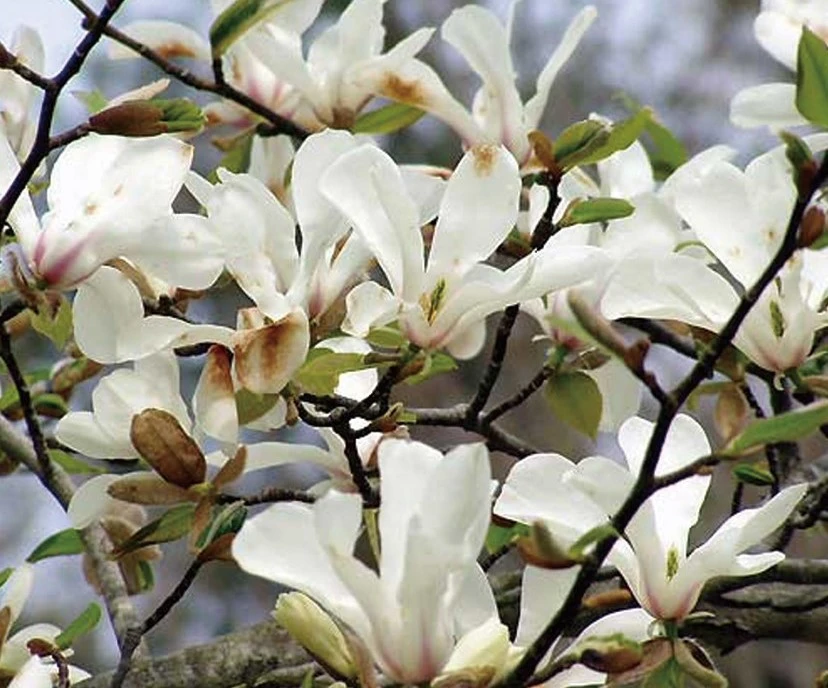 4月9日の花 コブシ - ハルメク花アート|押し花、レカンフラワーなどお花を使ったクラフト