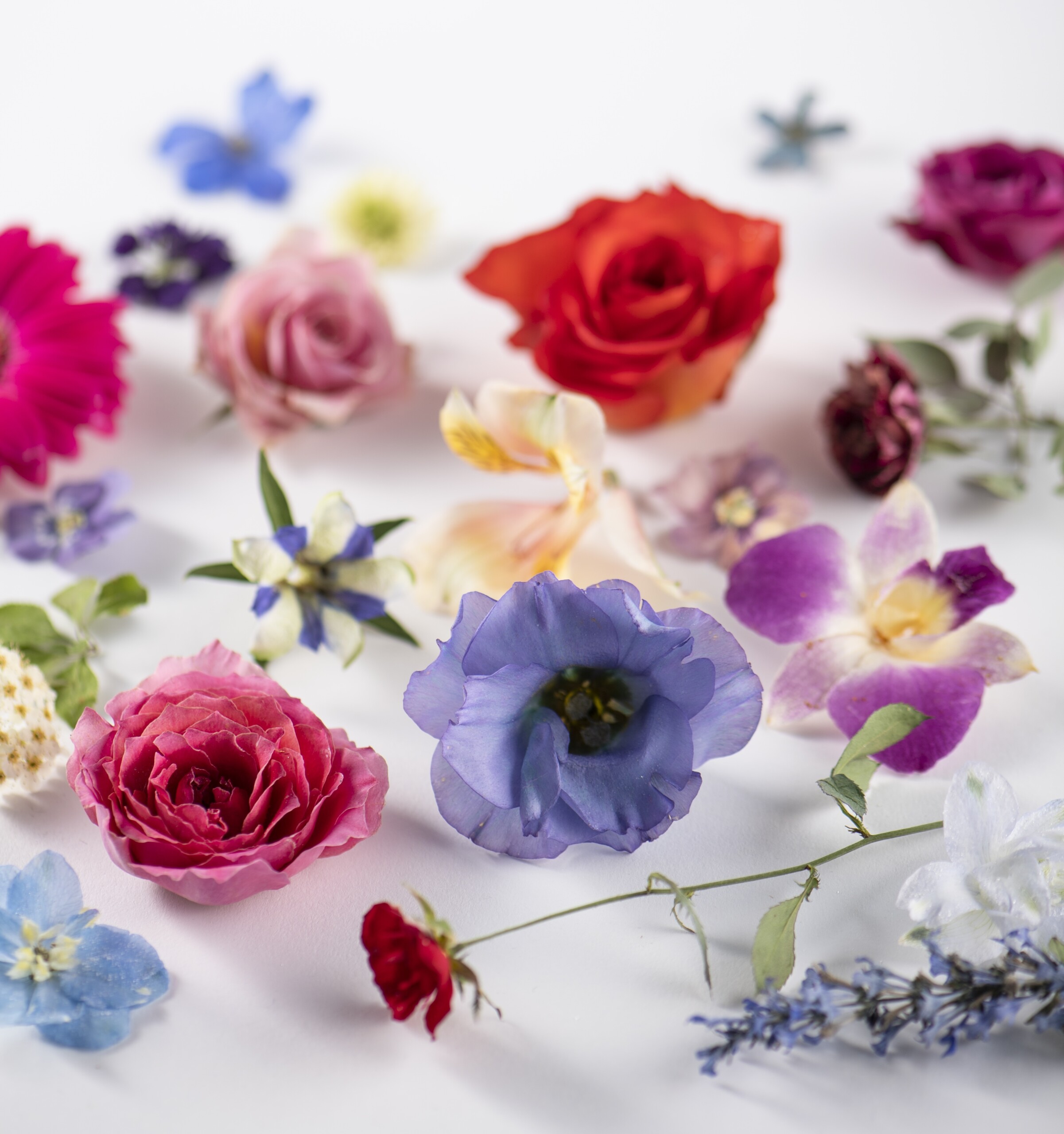 レカンフラワーとは – ハルメク花アート｜押し花、レカンフラワーなど