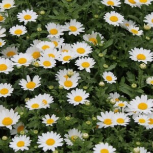 2月19日の花 ノースポール – ハルメク花アート｜押し花、レカン